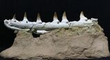 Beautifully Prepared Mosasaur Jaw Section #31589-9